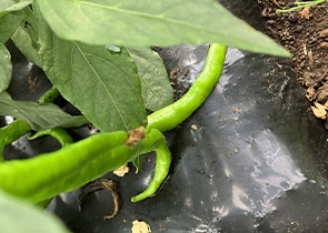 シシトウ(伏見甘長)