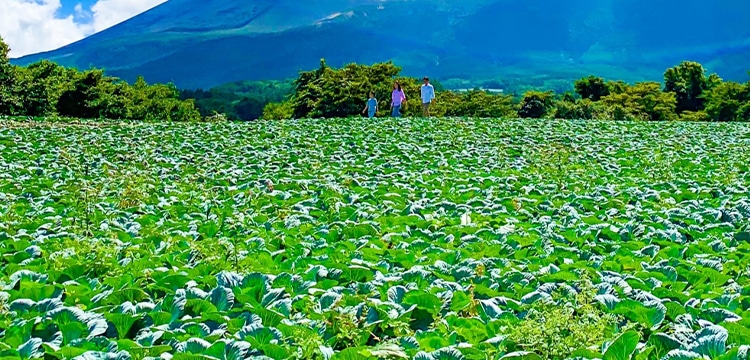 農園でできること